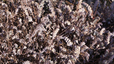 Dry plants in the garden. Nature background. Close up.