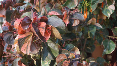 Red and green leaves of a houseplant in the garden, stock photo