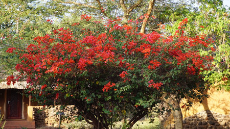 Red bougainvillea flowers on the tree in the gardenの写真素材