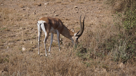 A gazelle in the Etosha National Park, Namibiaの写真素材