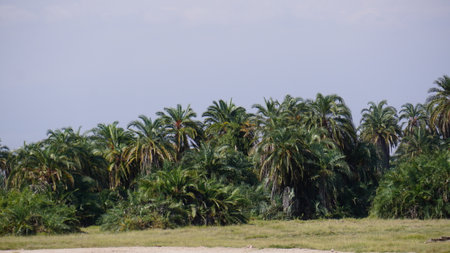Palm trees on a tropical beach in the tropics of Africaの写真素材