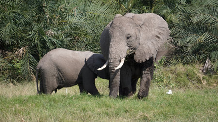 African elephant (Loxodonta Africana) with cub