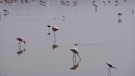 Flamingos in the salt lake in Chobe National Park, Botswana