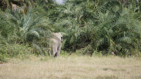 Elephants in Chobe National Park, Botswana, Africaの写真素材