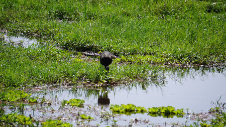 Crow on the water at the edge of a pond in nature