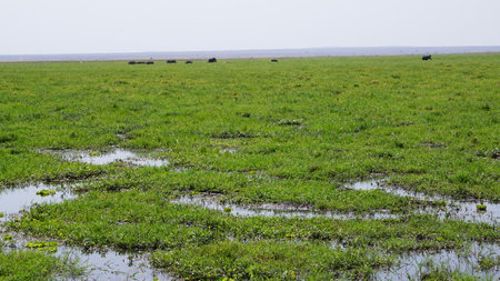 Cows in the meadow in the flood of the river.の写真素材