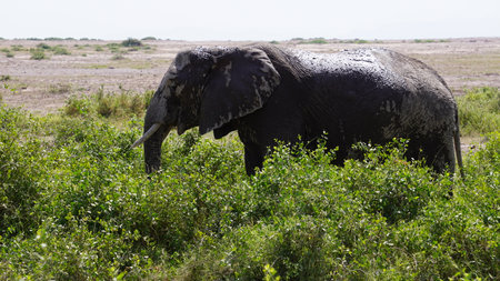 Elephants in Africa