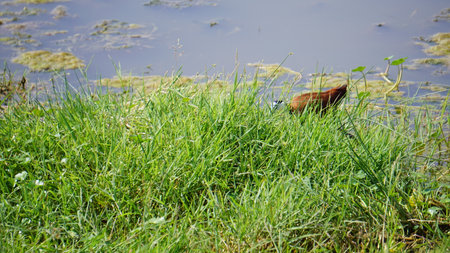 A closeup shot of a common waterfowl in the grassの写真素材