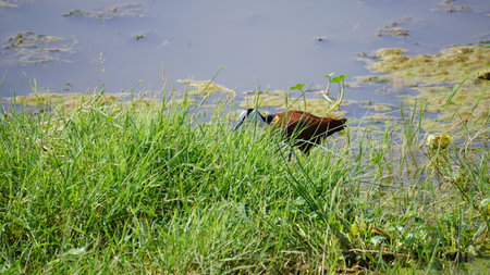 Pheasant-tailed jacana (Pheasant-tailed jacana) in the swampの写真素材