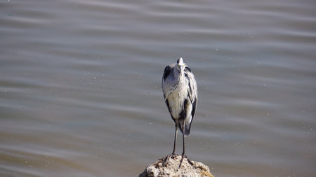 Gray heron standing on a rock in the middle of the lakeの写真素材