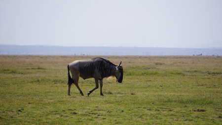 Wildebeest in Serengeti National Park, Tanzaniaの写真素材