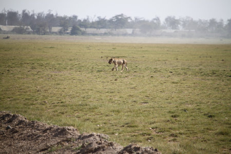 Lion in Serengeti National Park, Tanzania, Africaの写真素材