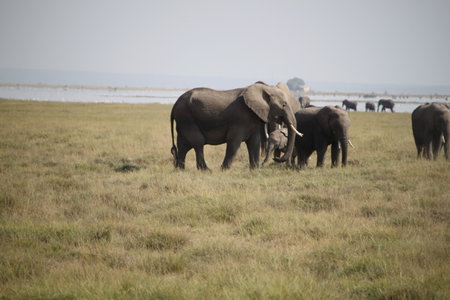 Elephants in Chobe National Park, Botswana, Africa