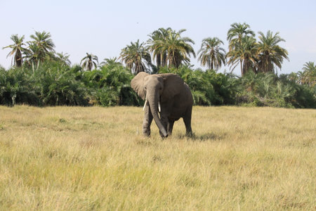 Elephant in the Amboseli National Park, Kenya, Africa