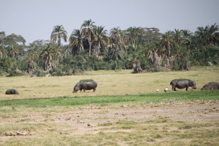 Hippos in the savannah of Amboseli National Park in Kenyaの写真素材