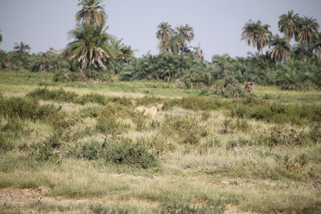Lioness in the savannah of Masai Mara, Kenyaの写真素材