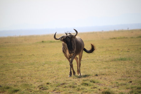 Wildebeest in Serengeti National Park, Tanzaniaの写真素材