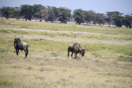 Wildebeest (Connochaetes taurinus) in Serengeti National Park, Tanzaniaの写真素材