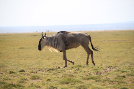 Blue wildebeest in Serengeti National Park, Tanzania
