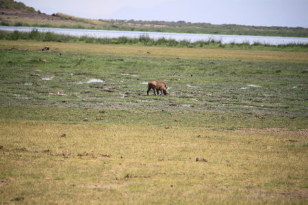 Wild boar in the savannah of Amboseli National Park, Kenyaの写真素材