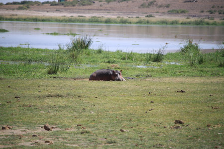 Hippopotamus in Chobe National Park, Botswana, Africaの写真素材