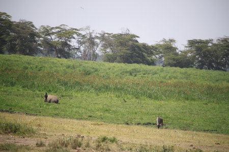Wild buffaloes in the savannah of Amboseli National Park, Kenyaの写真素材