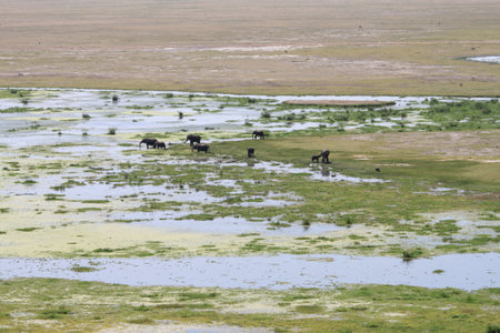 Buffalo in the savannah of Ngorongoro Crater, Tanzaniaの写真素材