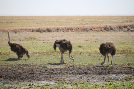 Ostrich in the savanna of Amboseli National Park, Kenyaの写真素材