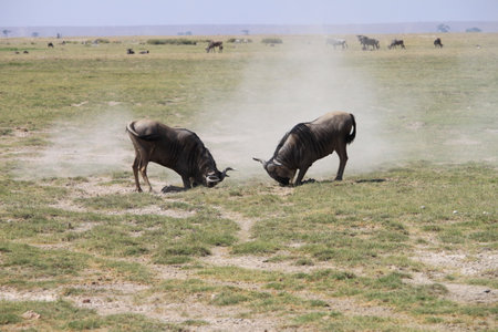 Wildebeest in Serengeti National Park, Tanzaniaの写真素材