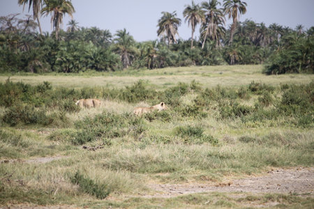Lioness and lion cubs in the savannah of Kenyaの写真素材