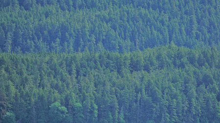 Pine forest in the mountains in the summer. Landscape.
