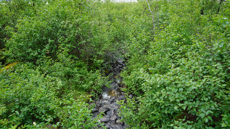 A small stream in the forest among the green leaves of bushes.