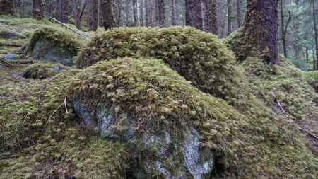 Mossy rocks in the forest in the Carpathian mountainsの写真素材