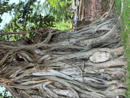 Banyan tree in the park, Ayuthaya, Thailandの写真素材