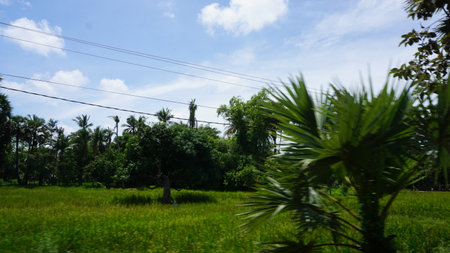 Green rice field and blue sky in the countryside of Thailand.の写真素材