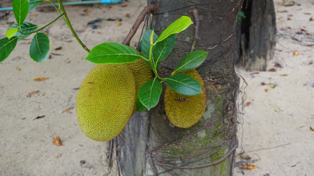 jackfruit on the tree in the garden of thailand, stock photo