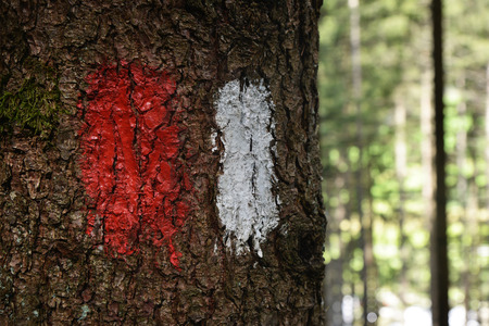 Track of the barkの写真素材