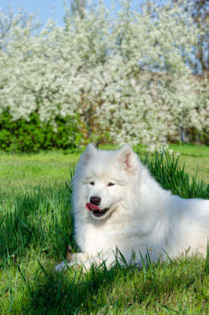 White Samoyed dog lies on a green spring grass, against the background of a blossoming tree in April.の写真素材