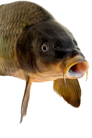 carp head close-up isolated on white backgroundの写真素材