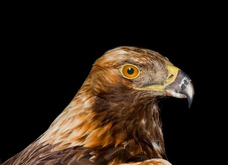 eagle isolated black background