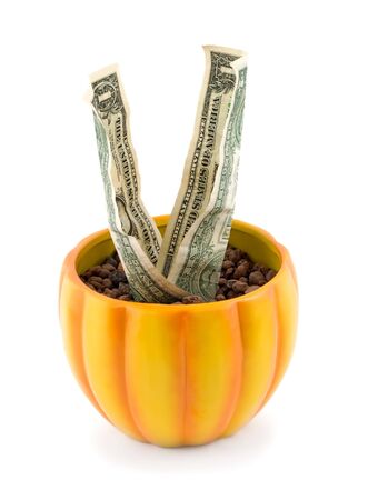 money tree isolated on white backgroundの写真素材