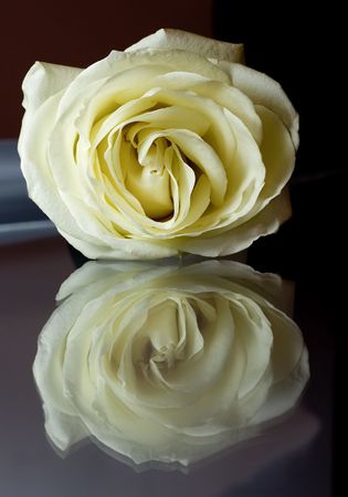 White rose の写真素材
