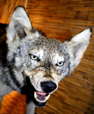 wolf の写真素材