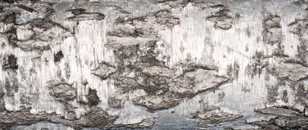 Texture of birch bark white black backgroundの写真素材