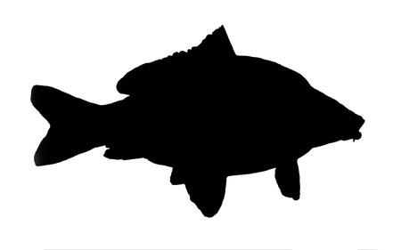 silhouette of fish of the carpの写真素材
