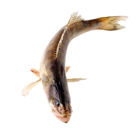 pike perch isolated on white background 
