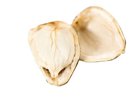 seed sunflower isolatedの写真素材