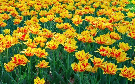 Tulips field yellow and red flower background の写真素材