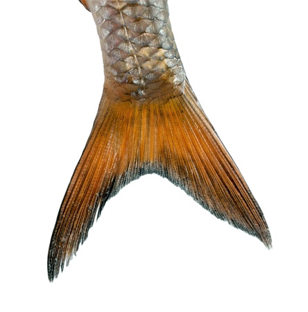 tail fish isolated on white backgroundの写真素材