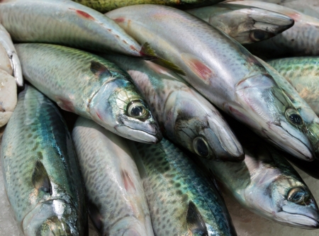 mackerel,sardines - sea food on ice background